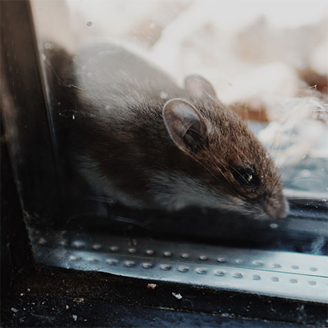 Trapper John - Local Rat Exterminator
