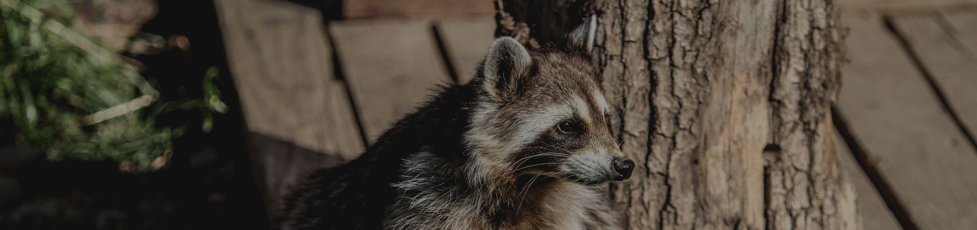 Raccoon Removal Specialists Florida