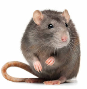 Miami FL Rat and Rodent Control and Extermination