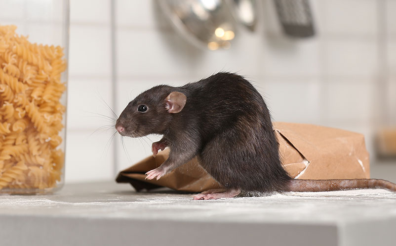 Rodent Removal Pompano Beach