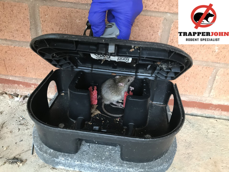 Boca Raton Rodent Removal