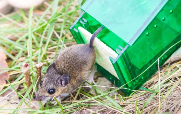 Rodent Removal Deerfield Beach
