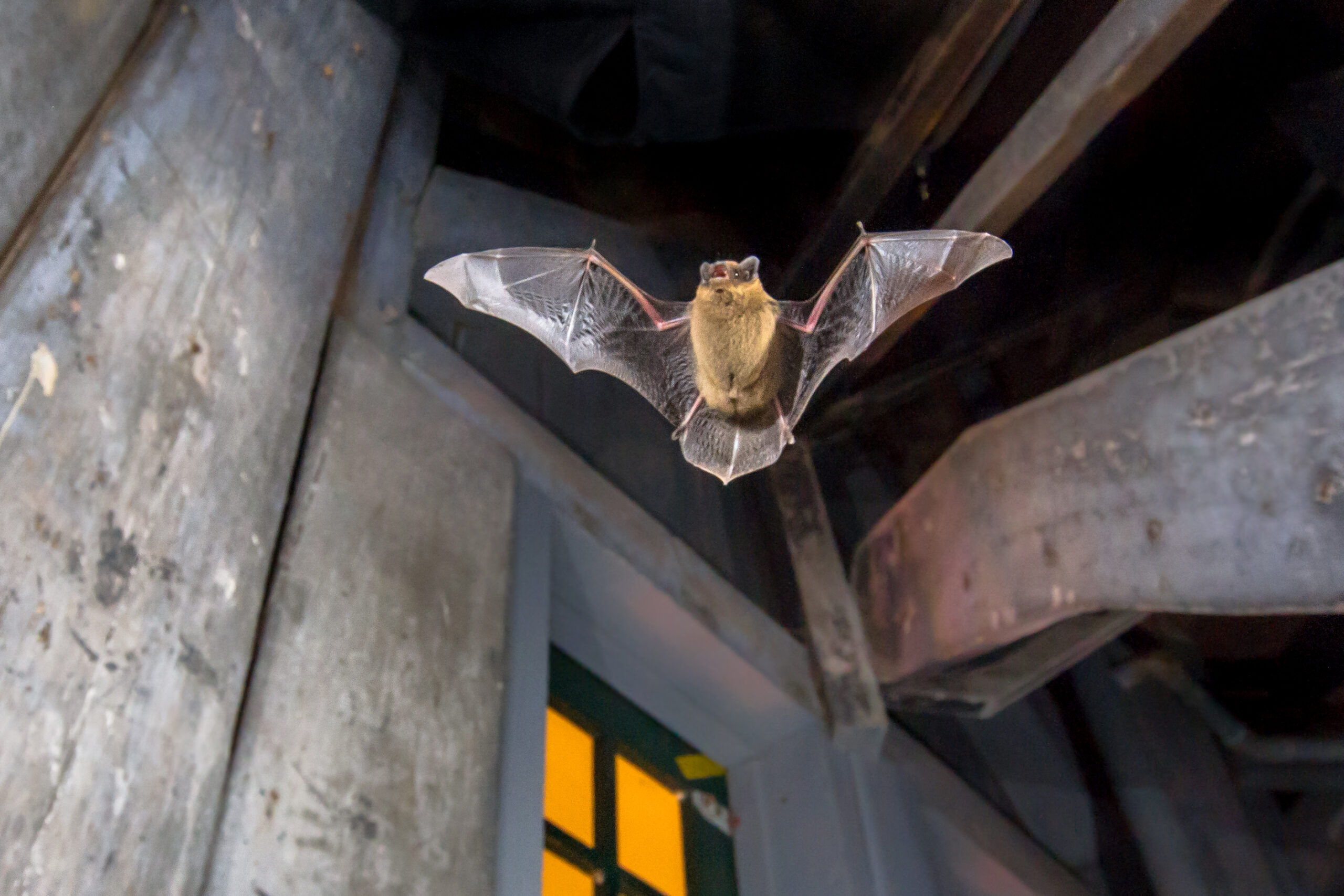 Bat Removal Boca Raton