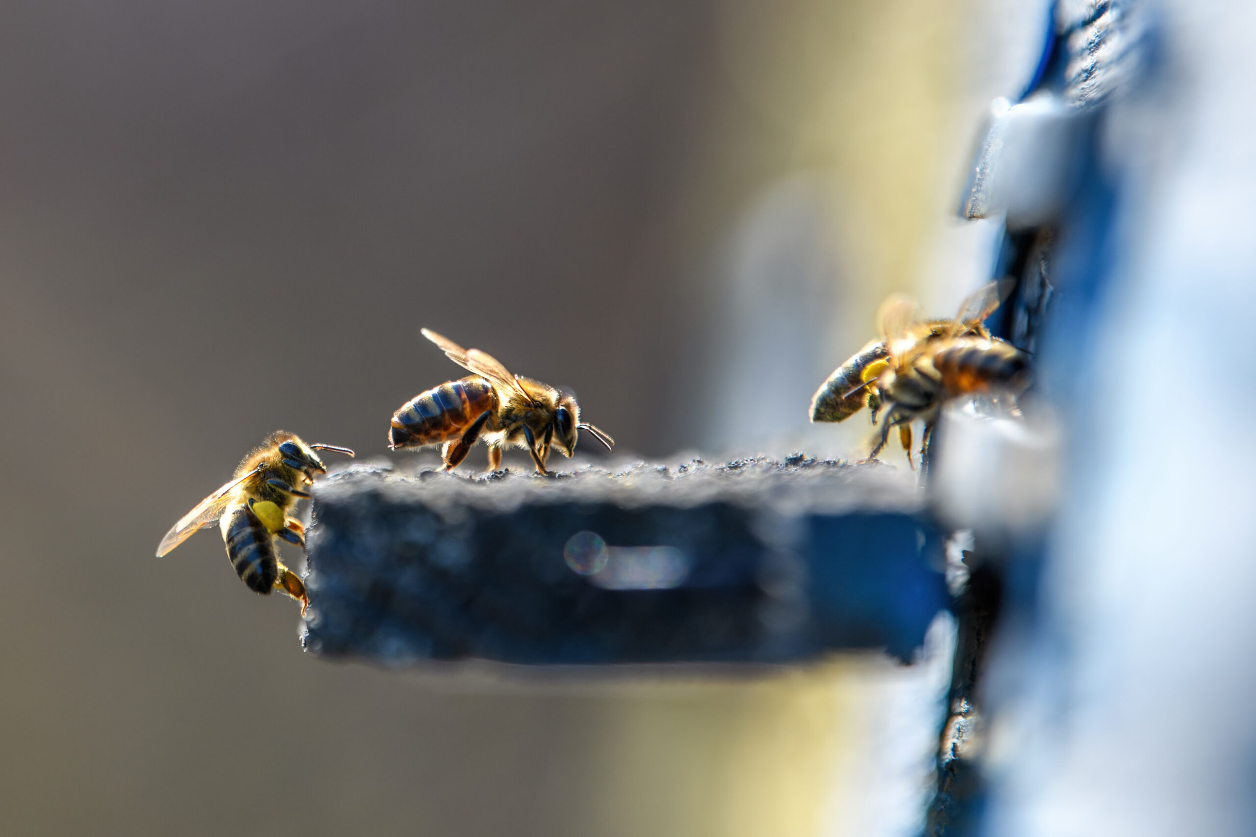 Bee Removal in Boca Raton